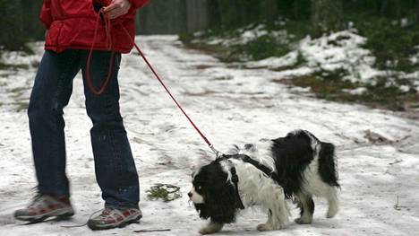 Metsästyslain mukainen koirien kiinnipitoaika alkoi 1. maaliskuuta. Taajama-alueella koira tulee olla aina kytkettynä.