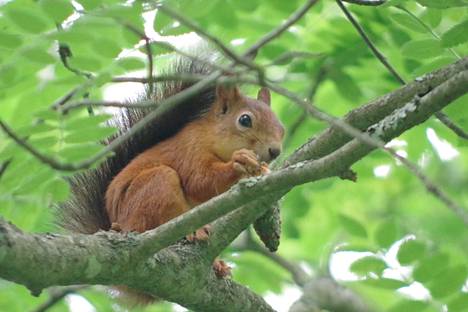 Orava syö siemenet uudesta kuusen kävystä.