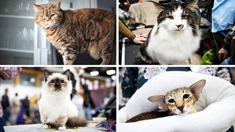 Kaikki Suomen sadattuhannet kissat pitää rekisteröidä vuodesta 2026 alkaen. Nämä kissat ovat esiintyneet Aamulehden sivuilla viime vuosina.