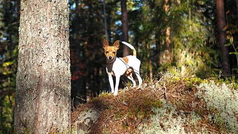 Etenkin koiranpennun kanssa metsässä liikkuessa kannattaa olla tarkkana, sillä pennuilla on tapana tutustua maailmaan maistelemalla kaikkea vastaan tulevaa.