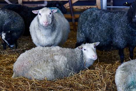 Suomessa on tällä hetkellä noin 70 000 uuhta eli naaraslammasta. Kuvassa Paavilan lammastilan lampaita Juvalla, Etelä-Savossa.