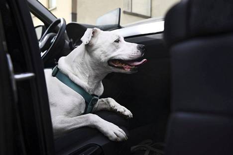Sulo-koira autossa Helsingissä 29. kesäkuuta 2022.