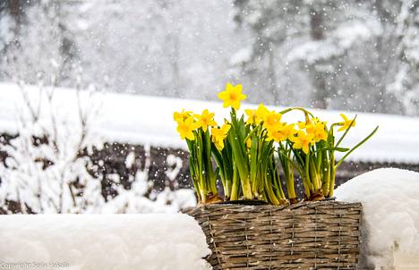 ”Sanonta ’Kevät keikkuen tulevi’ pitää tänä keväänä todella paikkansa. 5.4. todella keikkui, kun lunta tuli yli 20 senttiä. Pääsiäisen odotus vähän latistui”, Seija Hakala kertoo upeasta kuvastaan.