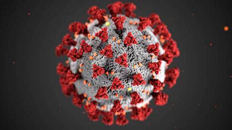 Uuden koronaviruksen tiedetään tarttuvan ihmisen solujen pintaan tiukasti ja tehokkaasti.