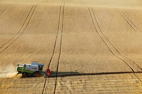 Kun lasketaan yhteen Ukrainan ja Venäjän yhteenlaskettu viljavienti, niin puhutaan jopa 30 prosentin siivusta maailmanmarkkinoilla. Kuvassa vehnäsatoa korjataan Venäjällä Stavropolin alueella kesällä 2021.