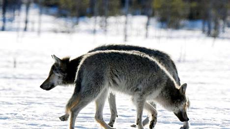 Kaksi sutta (Canis lupus) Kuhmon rajavyöhykkeellä 7. toukokuuta 2020. Pedot on kuvattu piilokojusta haaskaruokintapaikalta. Suden kannanhoidollinen metsästys käynnistyy ensi vuoden alussa.