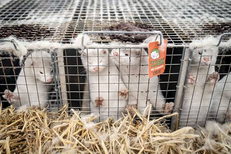 Minkit kuvattiin juuri ennen niiden teurastamista ja nahkomista Tanskan Naestvedin lähellä sijaitsevalla 3 000 minkin tarhalla. Näiden minkkien nahka meni myyntiin, koska tarhalta ei löydetty koronaa.