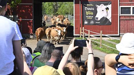 Ahlmanin lehmien laitumellelasku on vuosittain iso yleisötapahtuma. 