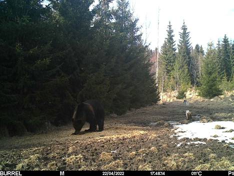 Riistakamera tallensi ison karhun. Riistakamera on ollut paikallaan jo usean vuoden ajan, mutta havaintoja karhusta ei ole aikaisemmin tullut.