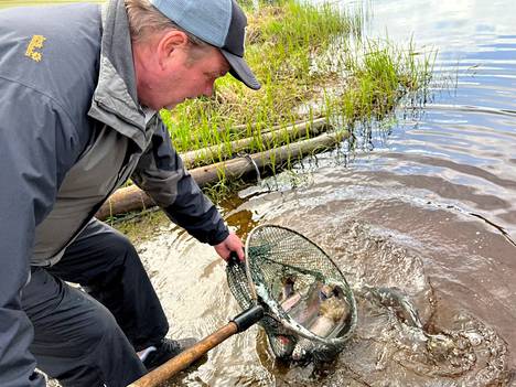 Kirjolohet laskettiin Jämsänjokeen tuttuun tapaan Kellokalliolta. Veli-Matti Paananen nappasi muutaman näytille haaviin, jossa kalat eivät kuitenkaan kauan viihtyneet.