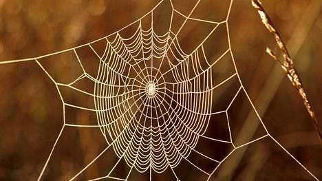Hämähäkin pitää virittää verkko tietyllä tavalla, ja työhön tarvitaan useita jalkapareja.