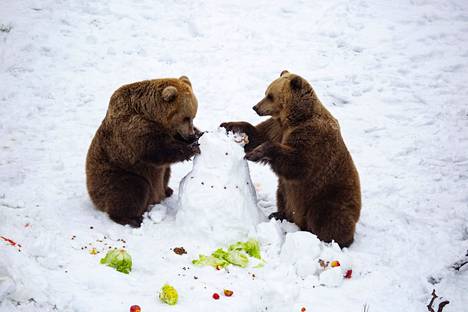 Korkeasaaren karhut heräävät talviuniltaan yleensä helmikuussa. Kuva on viime helmikuulta.