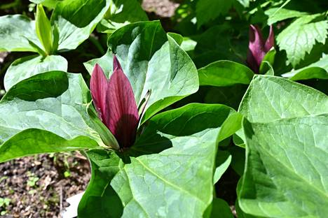 Kolmilehti on Jyrki Santalan oman pihan lempikasvi. Se kukkii kesäkuun alkupuolella kolmilehtisin kukin.