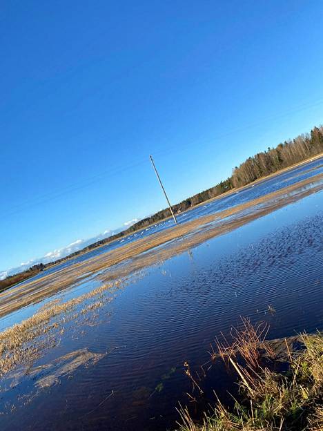 Roosa Rajala kuvasi tulvaa Porin Lyttylästä, Kahaluodon aukealta, jossa joutsenet nautiskelivat pellolle muodostuneesta tulvajärvestä.