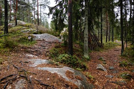 Lähiluontoretkeilyn suosiosta kertoo sekin, että esimerkiksi Hallainvuoren metsässä Helsingin Viikissä risteilee paljon karikkeelle kuluneita polkuja. 