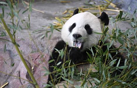  Urospanda Hua Bao, suomeksi Pyry otti rennosti Ähtäri Zoon Pandatalossa Ähtärissä 17. huhtikuuta 2018. Ähtärin eläinpuiston vuokralaisia uhkasi häätö, mutta nyt Ähtärin eläinpuisto kertoo saaneensa yhteistyökumppaneita pandojen jatkolle.