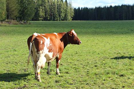 Kuvituskuva. Kuvan lehmä ei liity Kiuruveden onnettomuuteen.