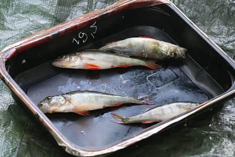Nämä koekalastuksen ahvenet nousivat Kaukajärvestä ensimmäisenä koekalastuspäivänä.