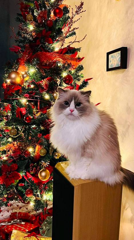 Esme-kissa poseeraasi joulukuusen edessä jouluaattona.