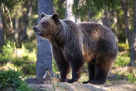 Luonnonvarakeskus (Luke) arvioi Suomen karhujen kokonaisyksilömäärän olevan 2250–2400 yksilöä ennen elokuussa 2022 alkanutta metsästyskautta. Arkistokuvan emokarhu kuvattu kesäkuussa Suomussalmella kojusta, jossa karhusafarille osallistuvat pääsevät näkemään isoja eläimiä läheltä. 