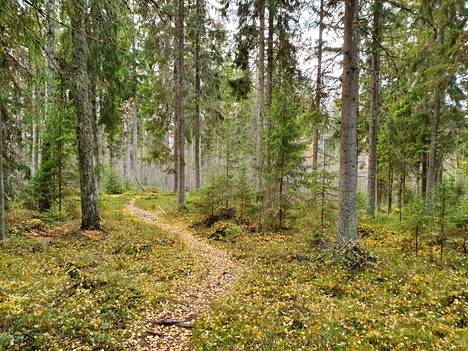 Janakkalassa on paljon metsäalueita, kuvassa Laurinmäen kulttuuri- ja luontoalue vuonna 2019.