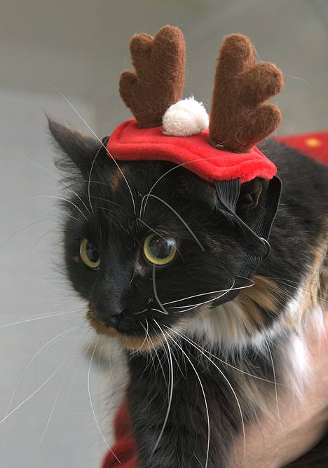 Manu-kissasta kuoriutuu jouluksi poro.