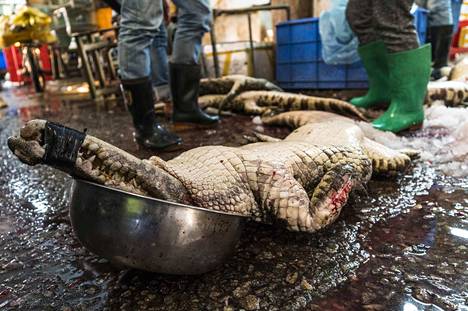 Kiinan kalatoreilla myydään paljon muutakin kuin kalaa ja katkarapuja. Esimerkiksi kokonaisena ostettu krokotiili maksaa alle kymmenen euroa kilolta. Matelijoiden ja sammakkoeläinten lisäksi toreilla myydään lintuja ja nisäkkäitä, joista monet on salametsästetty.