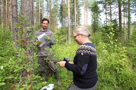 Luonnonvarakeskuksen tutkimusassistentit Lauri Heikkonen ja Tiina Mäkipää tutkivat Operaatio Mustikassa tarkoin koealaa, joka on viimeksi inventoitu 32 vuotta sitten. 