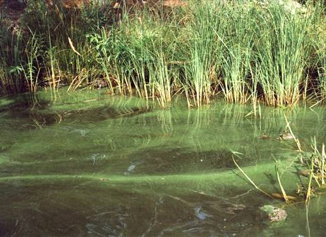 Kun sinilevää on vedessä runsaasti, se muodostaa veden pinnalle vihreitä lauttoja. 