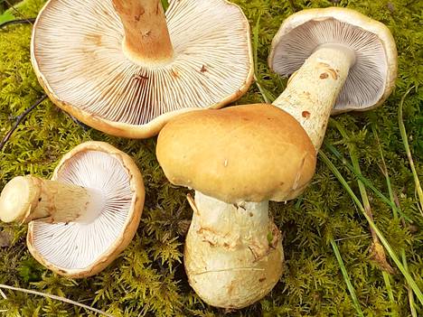 Moron lukija kysyy, mitä sieniä nämä ovat.