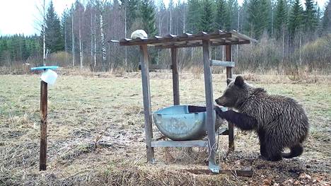 Kuvan karhu on tallentunut riistakameraan Keuruulla 27. huhtikuuta 2023.
