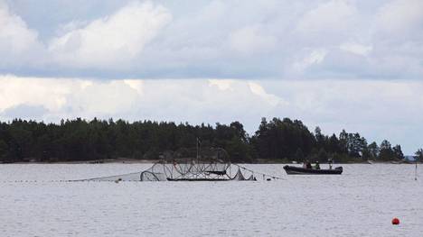 Tähän rysään Haminassa viime päivinä ihastuttanut mursu rysähti Kotkassa 17. heinäkuuta. Rytäkässä mursu kaatoi kalastajan veneen. Eläin pääsi jatkamaan matkaansa omin voimin.