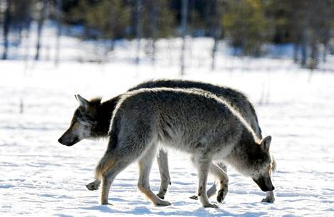 Kaksi sutta (Canis lupus) Kuhmon rajavyöhykkeellä 7. toukokuuta 2020. Pedot on kuvattu piilokojusta haaskaruokintapaikalta. Suden kannanhoidollinen metsästys käynnistyy ensi vuoden alussa.
