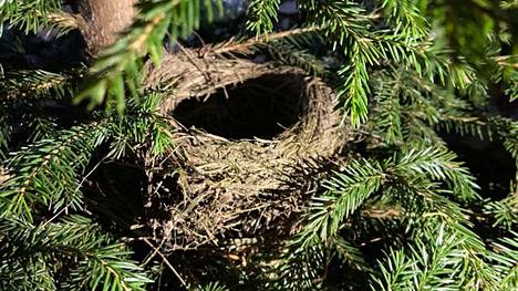 Lintulajeista löytyy monenlaisia pesijöitä. Kirjoittajan mukaan suurin osa varpuslinnuista rakentaa joka kevät uuden pesän puihin tai pensaisiin. 