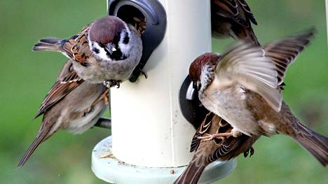 Kirjoittajan mukaan autuaan tietämättöminä linnut siemeniään napsivat, tietämättä siitä, että heidänkin ateriapalvelujen hinta on lähes kaksinkertaistunut. 