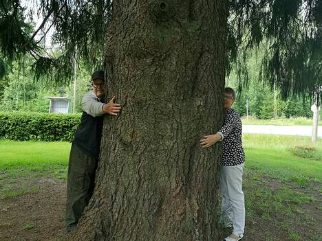 Matti Tala, 74, kiipesi lapsena kuuseen, joka oli jättimäinen jo silloin –  Kiikasta löytyi kuusi, joka pitää nyt kärkeä Sastamalan suurimman puun  etsinnässä, katso kuvat! - Uutiset - Tyrvään Sanomat