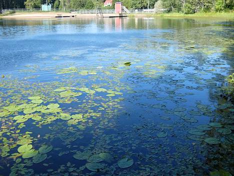 Leväkatsaus: Sinilevä on lisääntynyt Suomen järvissä - Uutiset - Janakkalan  Sanomat