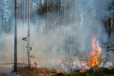 Metsänpohjaa kulotetaan Kiikoisten ja Kokemäen rajalla. Kuvituskuva.