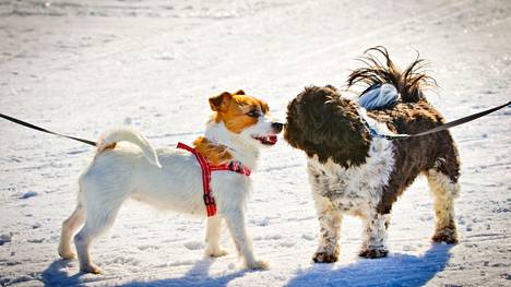 Varmin tapa välttyä jäihin putoamisen ja hukkumisen vaaralta on pitää koira aina kytkettynä, kun koiran kanssa liikutaan jäällä tai vesistöjen lähellä.