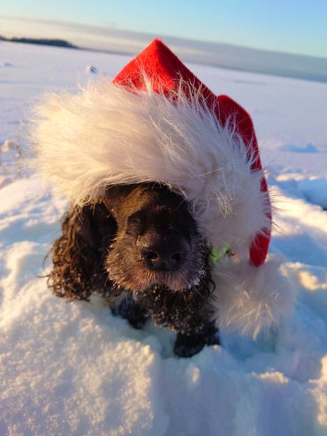 Porin Viasvedeltä kuvan Bubista joulunvietossa lähetti Eva Lindroth.