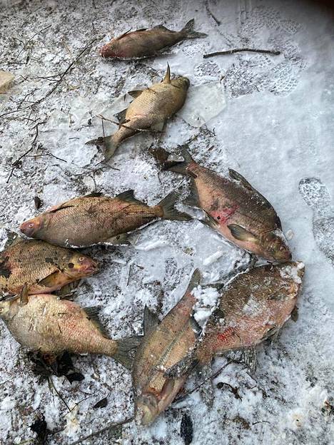 Eurajoen Pappilankoskelta löytyi muun muassa kookkaita, arviolta 2–3 kilon painoisia lahnoja kuolleena.