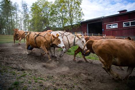 Tältä näytti, kun Ahlmanin lehmäjoukkio kirmasi laitumelle vuonna 2020.