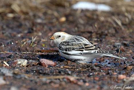 Pulmunen talvehtii Suomessa ja on samalla kevään ensimmäisiä muuttolintuja. Tämä lintu kuvattiin vuosi sitten huhtikuussa Säkylän Köyliössä.