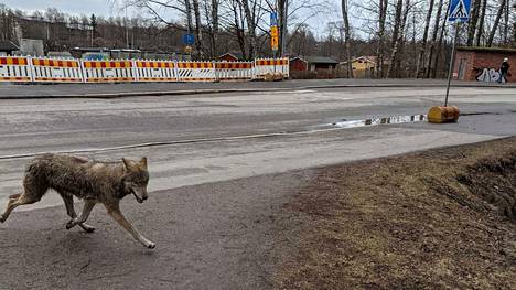 Sastamalan ympäristöyhdistys ottaa kantaa keskusteluun susien kaatoluvista. Kuva on Helsingistä, jossa susi liikkui Pitäjänmäessä viime vuonna.