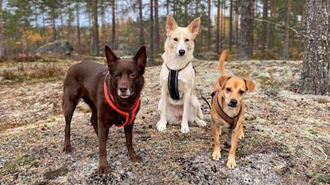 Annina Häyrisellä on kolme koiraa: Titta (vas.), Ira ja Manos.
