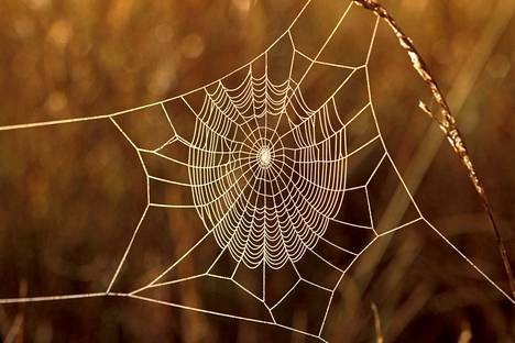 Hämähäkin pitää virittää verkko tietyllä tavalla, ja työhön tarvitaan useita jalkapareja.