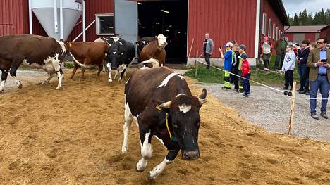 Viime torstaina lehmät pääsivät ensimmäistä kertaa talven jälkeen ulos. Suurin osa lehmistä pysyi aitojen sisällä.