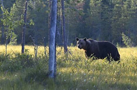 Karhu Kuhmon rajavyöhykkeellä 17. elokuuta 2022.