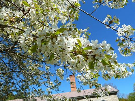 Kirsikkapuu kukkii kauniisti Voipaalassa. 23. toukokuuta 2022.