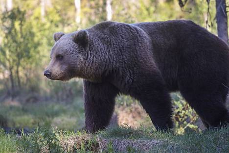 Keuruun Riistanhoitoyhdistyksen toiminnanjohtajan Timo Pessisen mukaan karhut ovat kaataneet tämän vuoden puolella Keuruulla niin mehiläispönttöjä kuin repineet pyöröpaalejakin. Kuvituskuva.